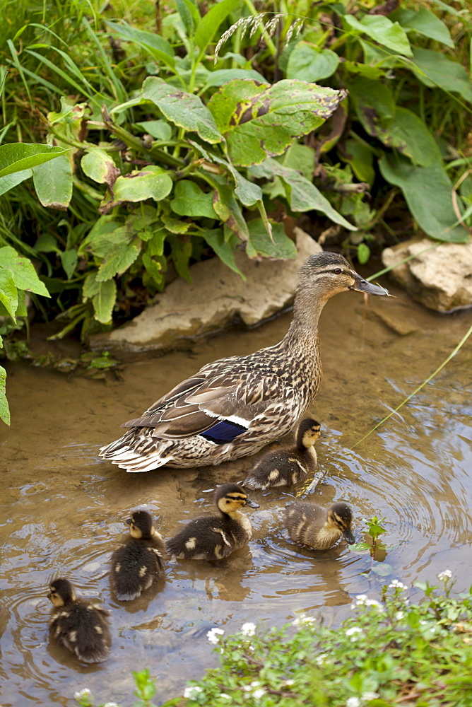 Female Mallard duck, Anas platyrhynchos, with young ducklings in a stream in The Cotswolds, UK