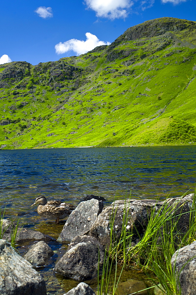 Mallard ducks in lakeland countryside at Easedale Tarn lake in the Lake District National Park, Cumbria, UK