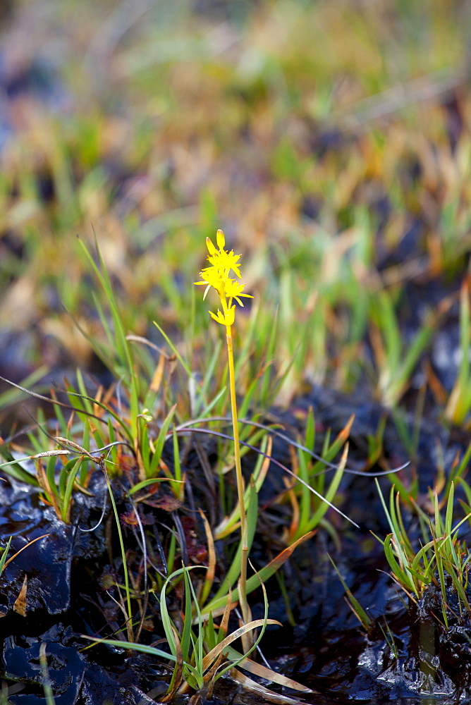 Bog Asphodel, Narthecium ossifragum,  on nature trail in lakeland countryside by Easedale in Lake District National Park, Cumbria, UK