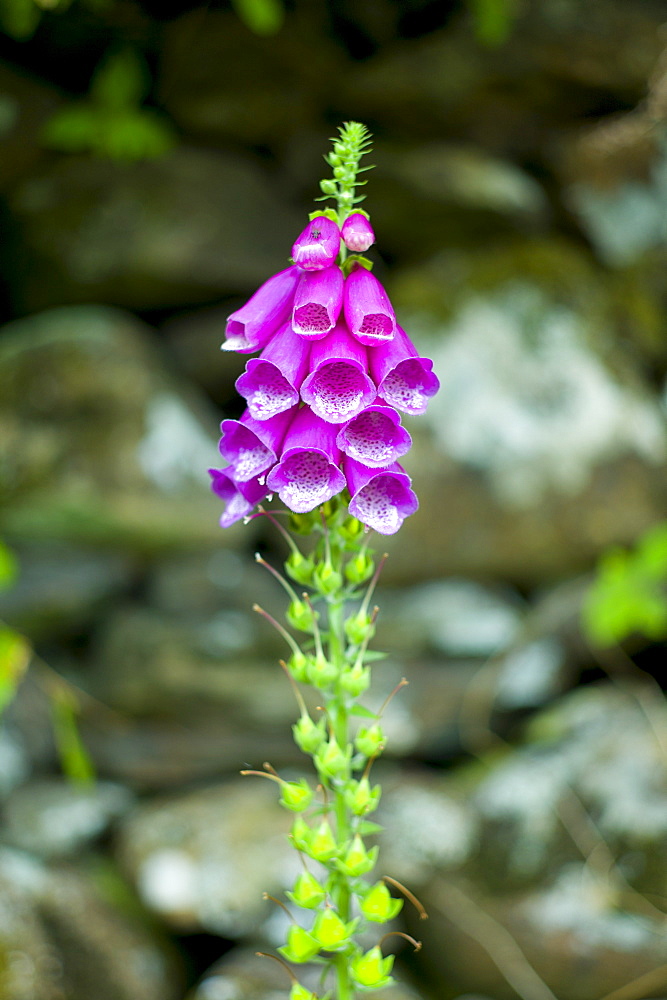 Foxglove, Digitalis purpurea, wildflower on nature trail in lakeland countryside by Easedale in Lake District National Park, Cumbria, UK