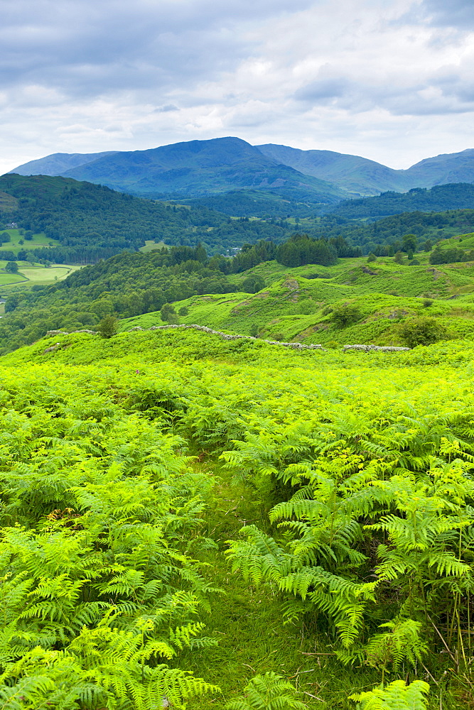 Dense bracken on country walk near Lake Windermere in the Lake District National Park, Cumbria, UK