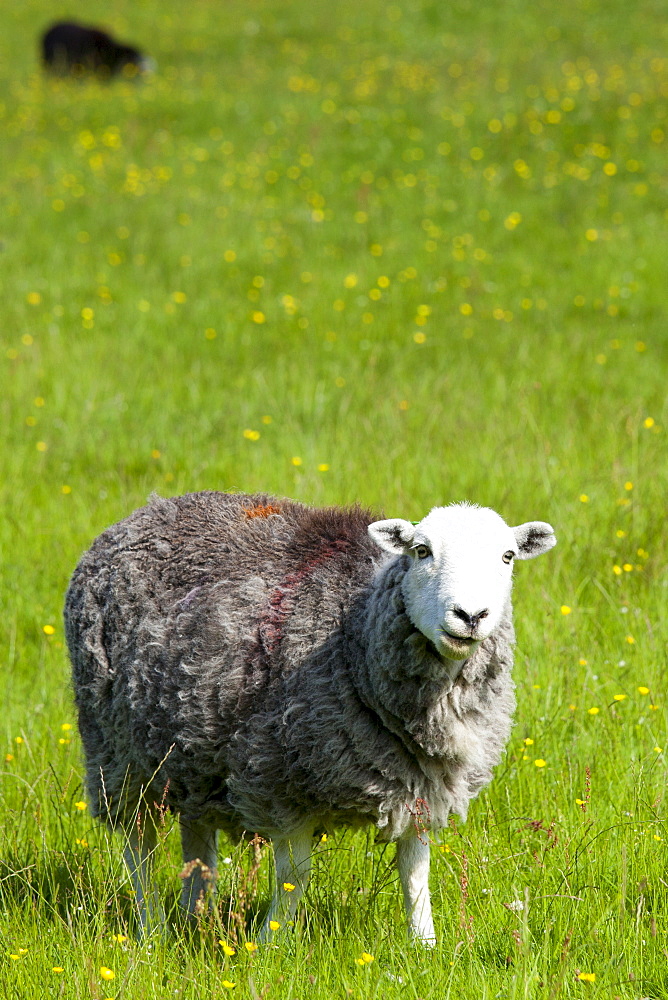 Traditional Herdwick sheep at  Eskdale in the Lake District National Park, Cumbria, UK