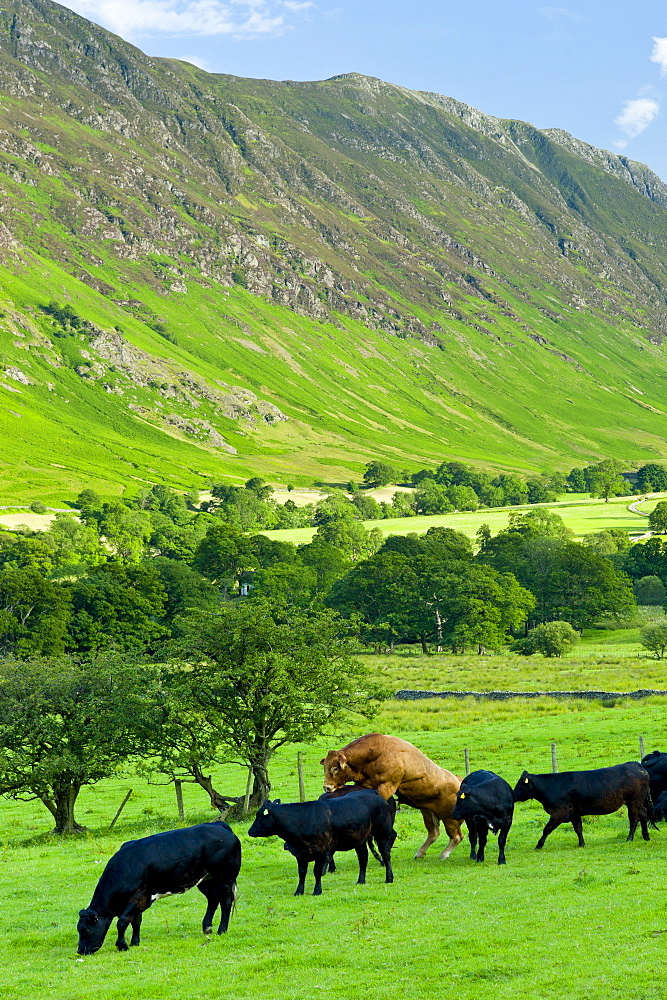 Bull mounting cow in herd of cattle by Maiden Moor in Derwent Fells, Cumbrian mountains in Lake District National Park, UK