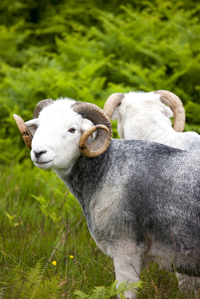 Traditional Herdwick sheep ram in the Lake District National Park, Cumbria, UK