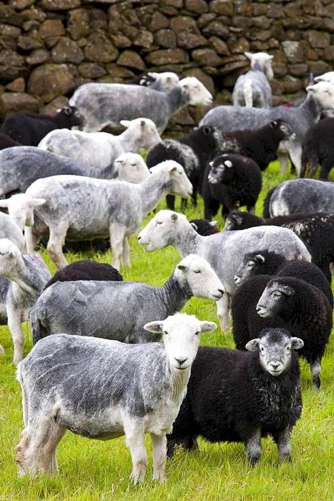 Herdwick sheep and lambs at Westhead Farm by Thirlmere in the Lake District National Park, Cumbria, UK