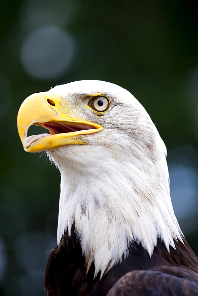 Bald eagle,  Haliaeetus leucocephalus, UK