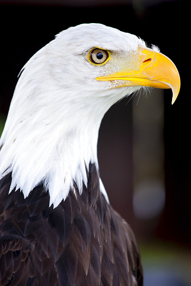 Bald eagle,  Haliaeetus leucocephalus, UK