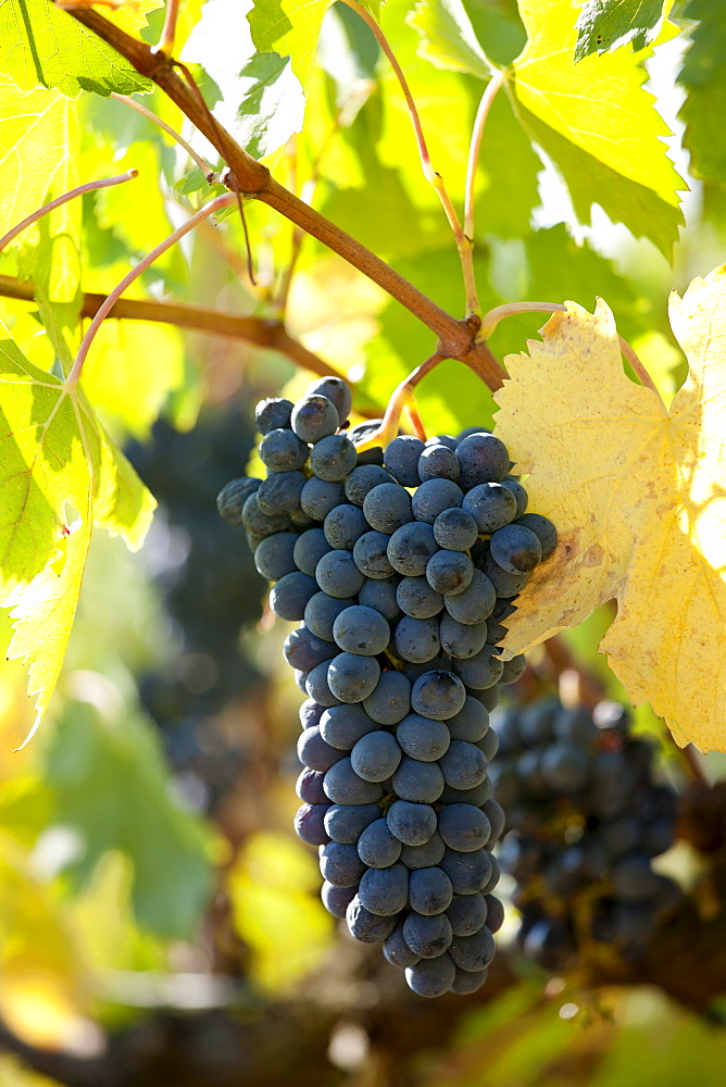 Sangiovese Chianti Classico grapes ripe for picking at Pontignano in Chianti region of Tuscany, Italy