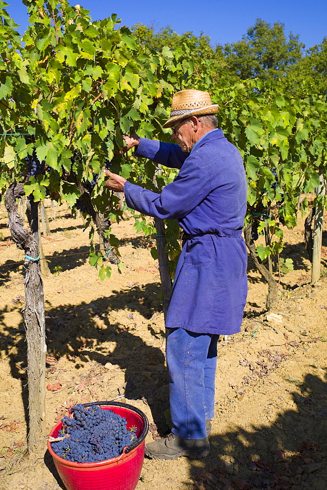 Man picking Sangiovese Chianti Classico grapes at Pontignano in Chianti region of Tuscany, Italy