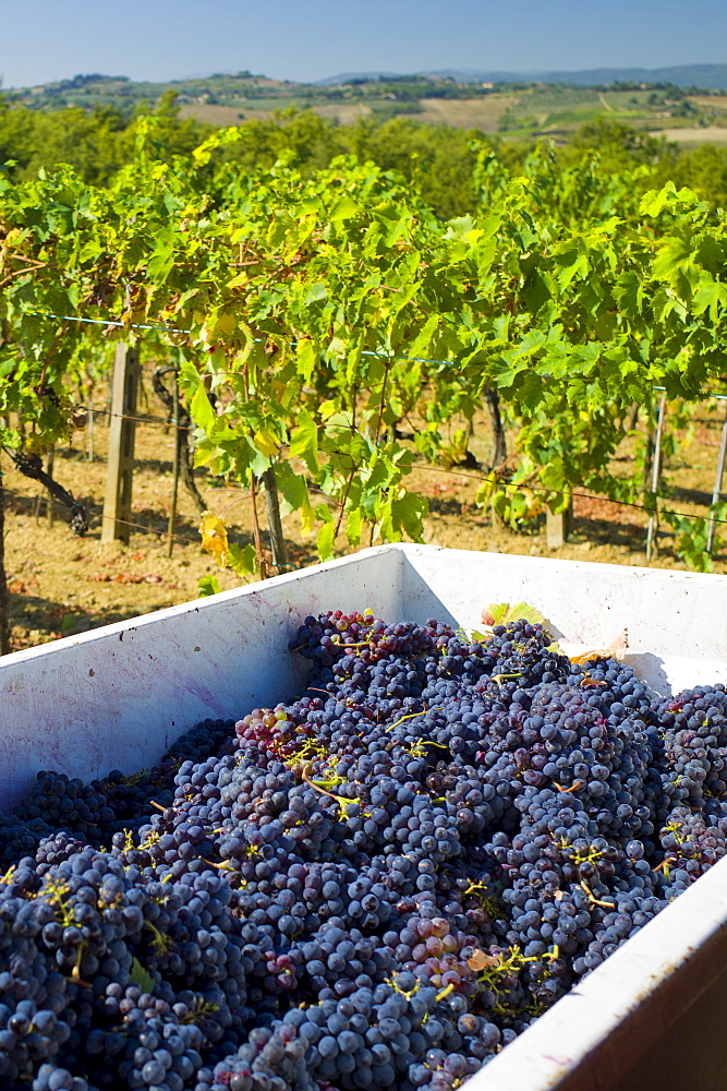 Freshly-picked bunches of Sangiovese Chianti Classico grapes at Pontignano in Chianti region of Tuscany, Italy