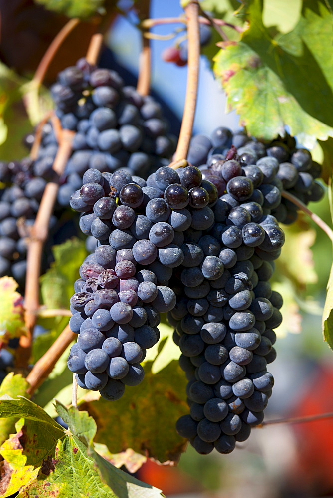 Sangiovese Chianti Classico grapes ripe for picking at Pontignano in Chianti region of Tuscany, Italy