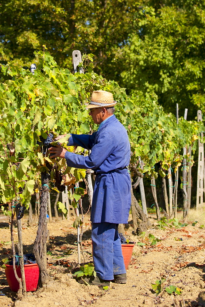 Man picking Sangiovese Chianti Classico grapes at Pontignano in Chianti region of Tuscany, Italy