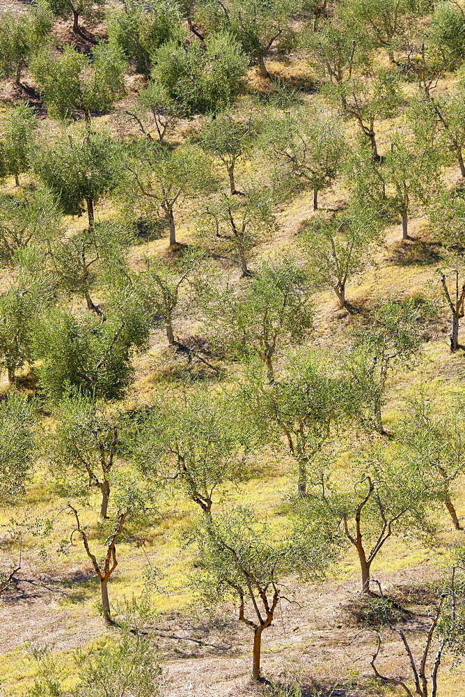 Olive grove near Murlo inTuscany, Italy