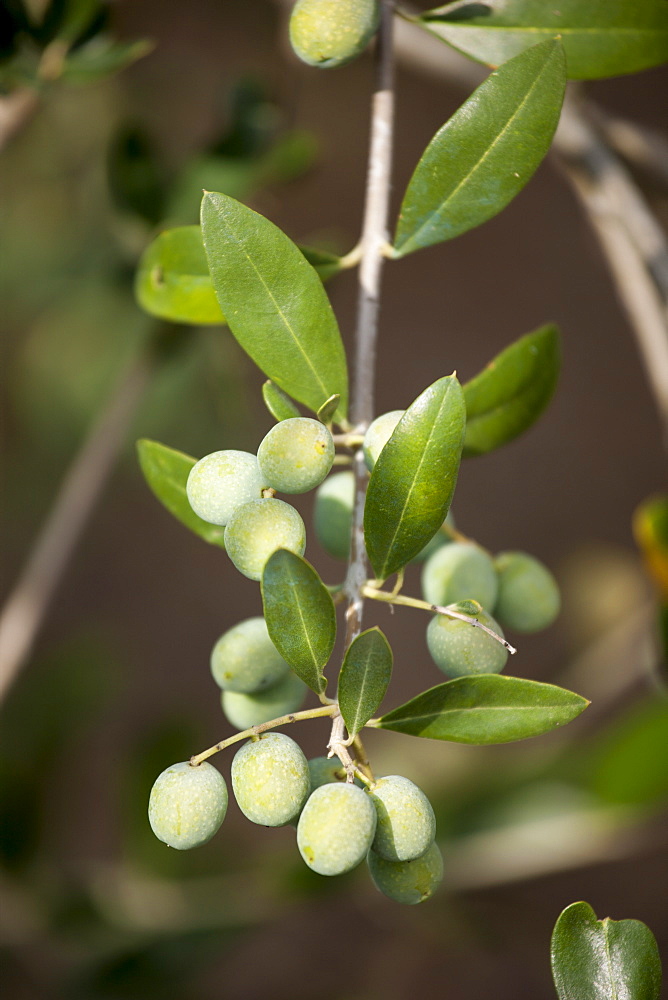 Olive branch on tree in Val D'Orcia, Tuscany, Italy