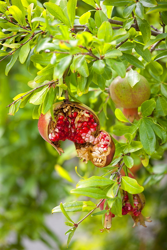 Pomegranate tree, Punica granatum, in Val D'Orcia, Tuscany, Italy