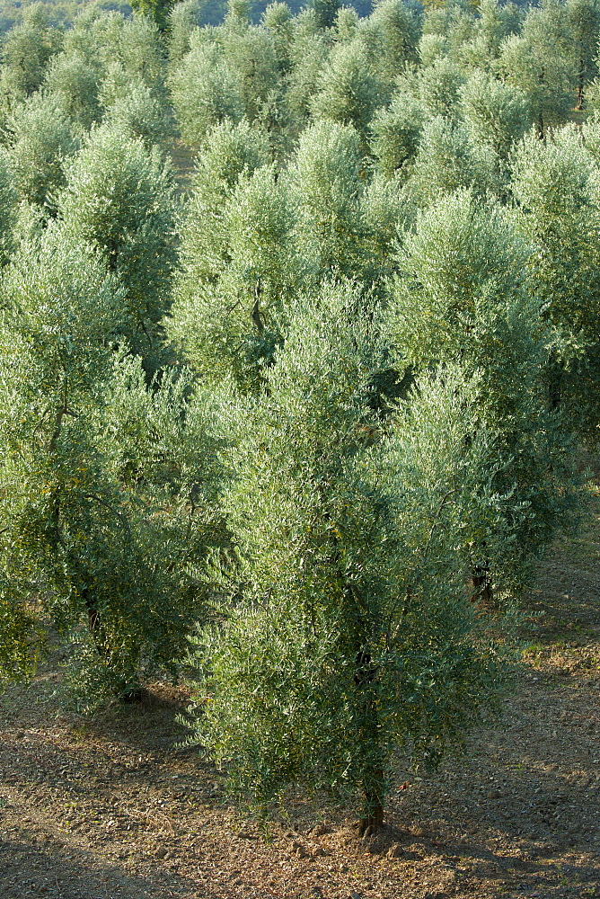 Olive grove of traditional olive trees near Montalcino in Val D'Orcia, Tuscany, Italy