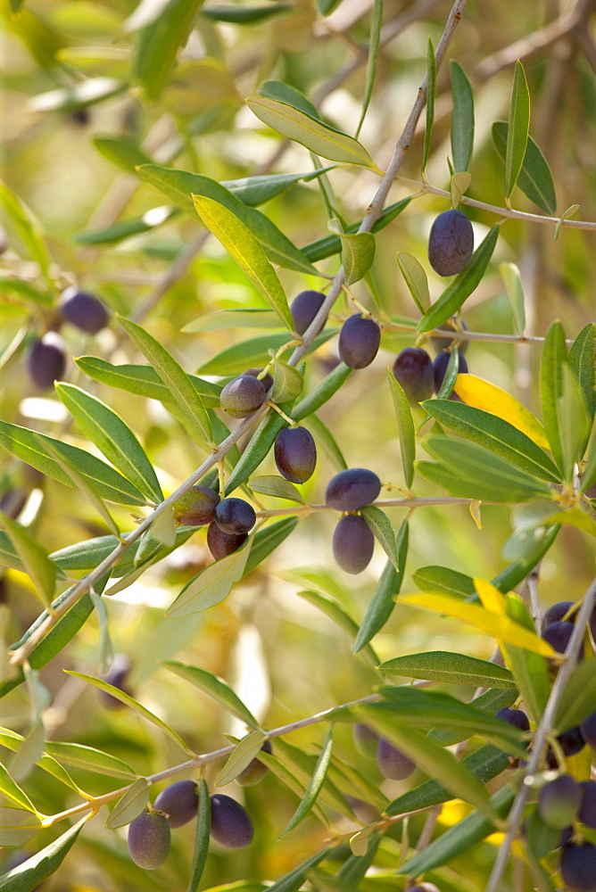 Black olives in grove of traditional olive trees, Val D'Orcia, Tuscany, Italy