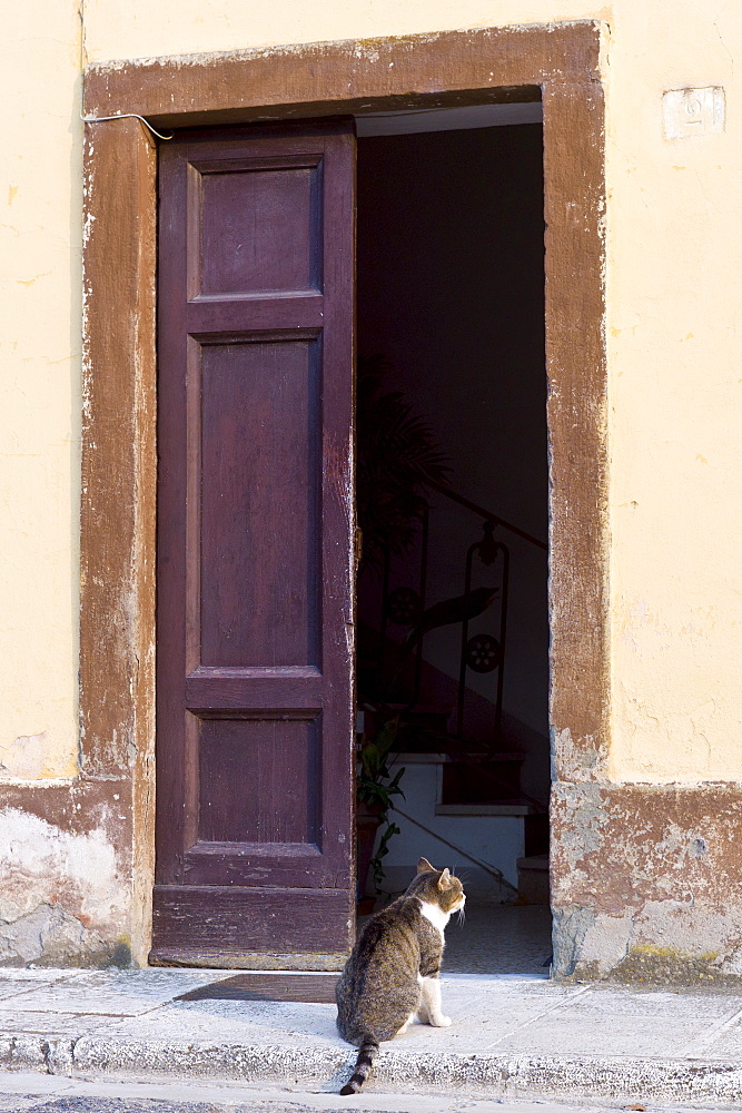 Domestic cat at at Monte Amiata Station in Val D'Orcia,Tuscany, Italy