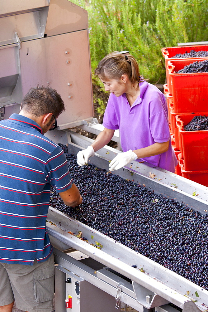 Ripened Brunello grapes, Sangiovese, being harvested at the wine estate of La Fornace at Montalcino in Val D'Orcia, Tuscany, Italy