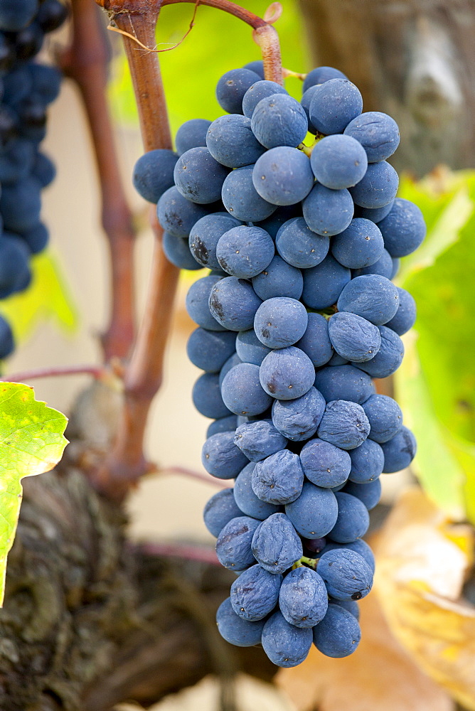 Ripe Brunello grapes, Sangiovese, growing on vine at the wine estate of La Fornace at Montalcino in Val D'Orcia, Tuscany, Italy