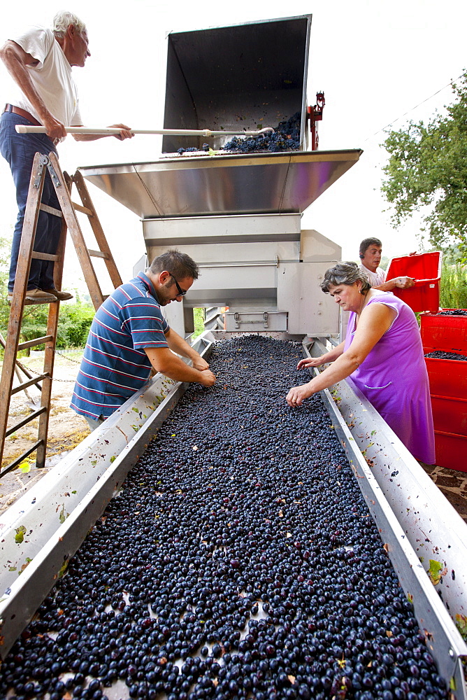 Ripened Brunello grapes, Sangiovese, being harvested at the wine estate of La Fornace at Montalcino in Val D'Orcia, Tuscany, Italy