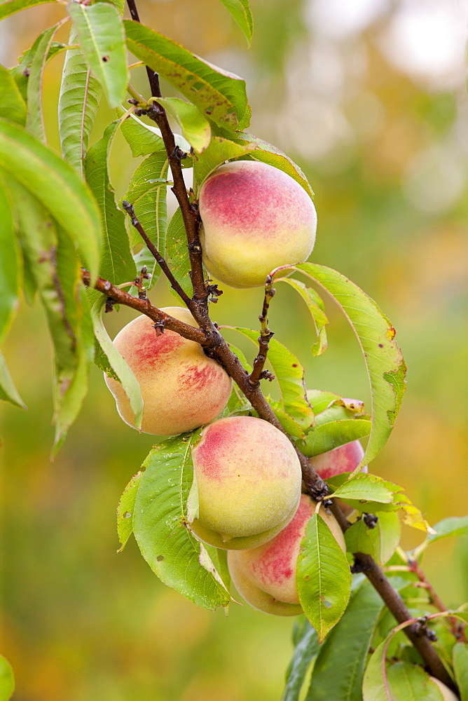 Fresh peaches growing farm estate of La Fornace at Montalcino in Val D'Orcia, Tuscany, Italy