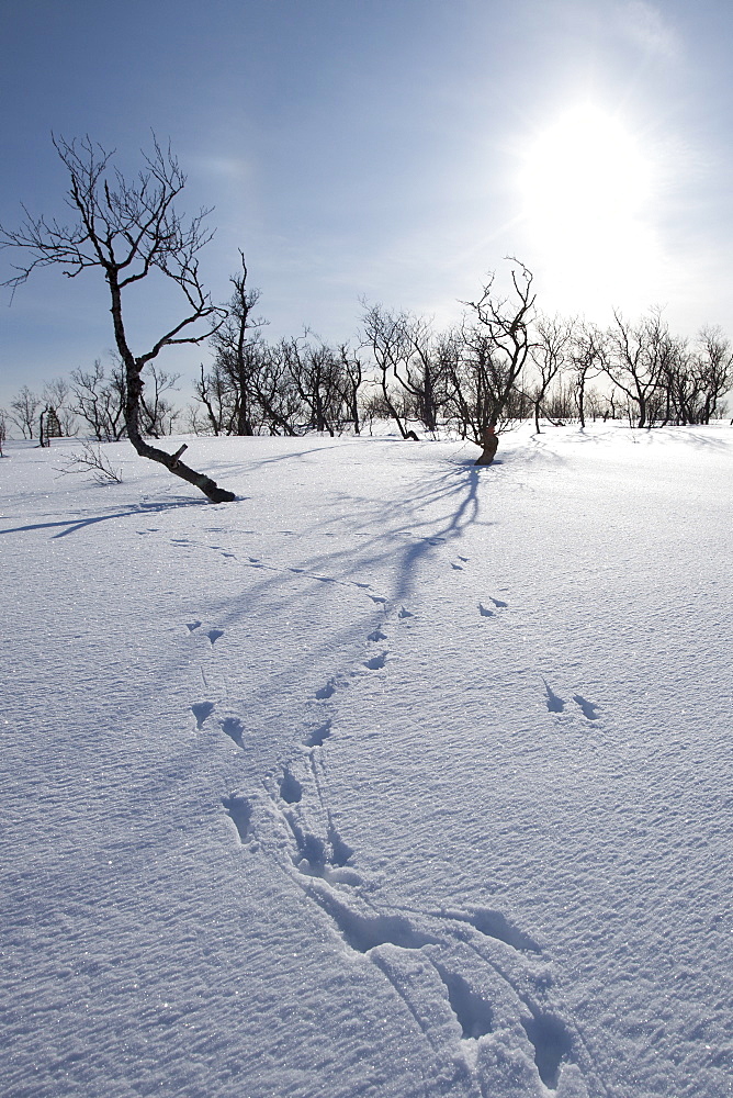 Animal pawprints in the snow in arctic landscape at Kvaløysletta, Kvaloya Island, Tromso in Arctic Circle Northern Norway