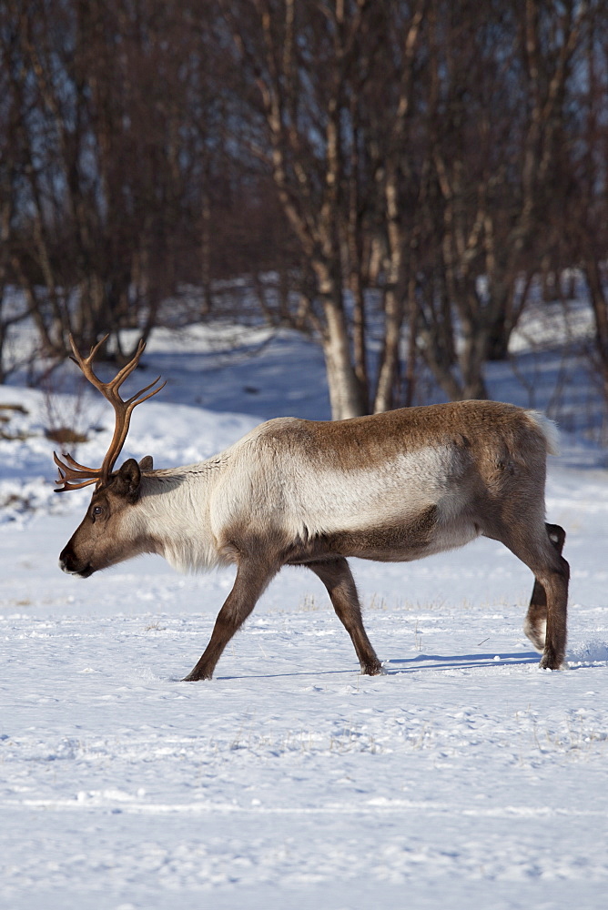 Reindeer in the snow in arctic landscape at Kvaløysletta, Kvaloya Island, Tromso in Arctic Circle Northern Norway