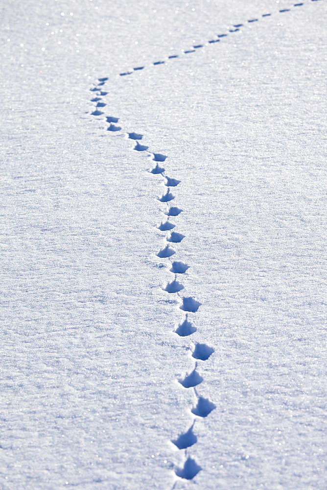 Animal pawprints in the snow in arctic landscape at Kvaløysletta, Kvaloya Island, Tromso in Arctic Circle Northern Norway