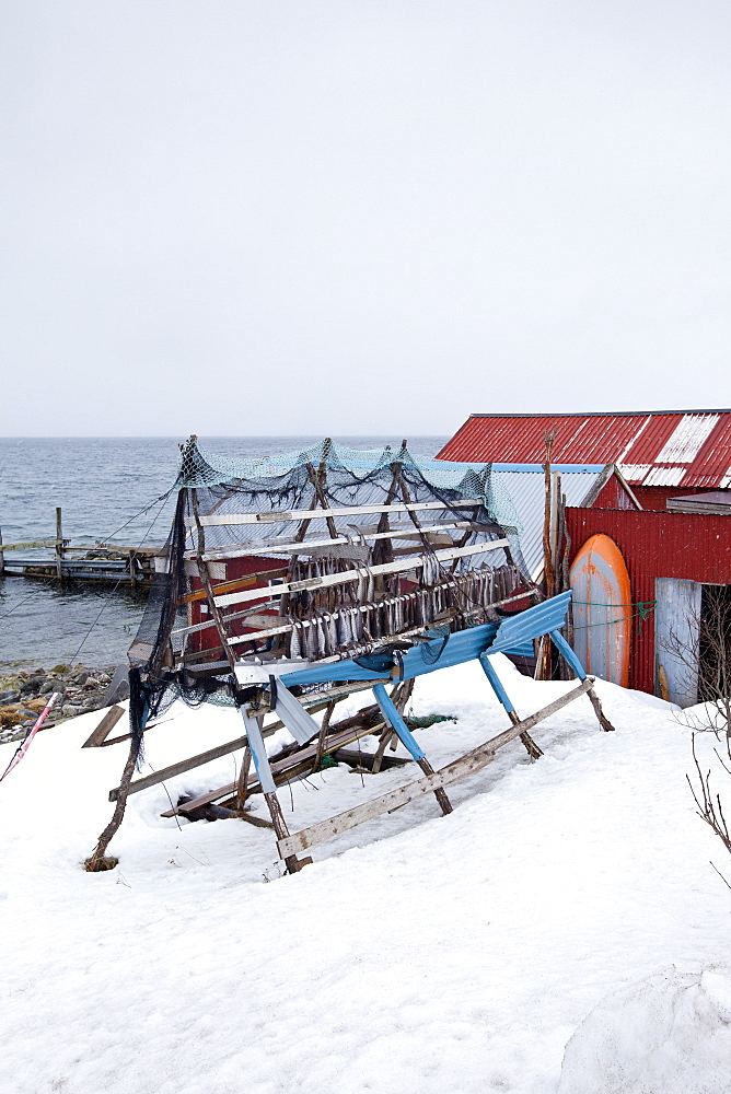 Stockfish cod drying on traditional racks, hjell, in the Arctic Circle on the island of Ringvassoya in region of Tromso, Northern Norway