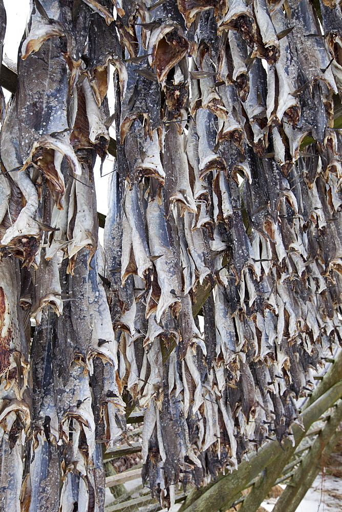 Stockfish cod drying on traditional racks, hjell, in the Arctic Circle on the island of Ringvassoya in region of Tromso, Northern Norway