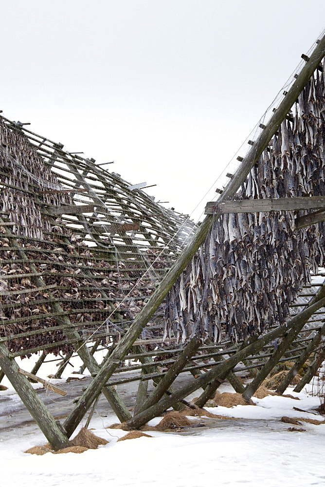 Stockfish cod drying on traditional racks, hjell, in the Arctic Circle on the island of Ringvassoya in region of Tromso, Northern Norway