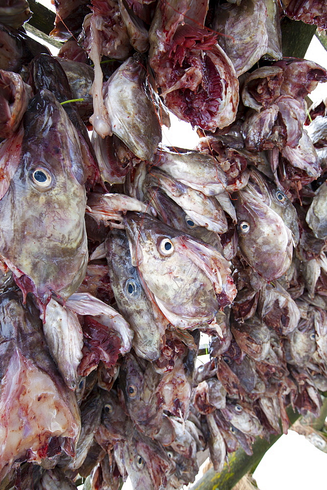 Stockfish cod drying on traditional racks, hjell, in the Arctic Circle on the island of Ringvassoya in region of Tromso, Northern Norway