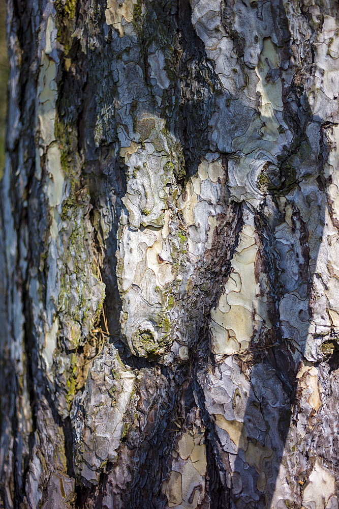 Tree bark of conifer in the Cotswolds, Oxfordshire, UK