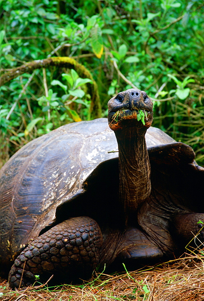 Giant tortoise feeding on leaves on the Galapagos Islands