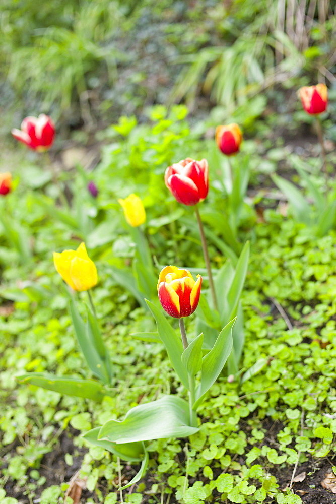 Tulips, Tulipa, spring flowers in the Cotswolds, Oxfordshire, UK