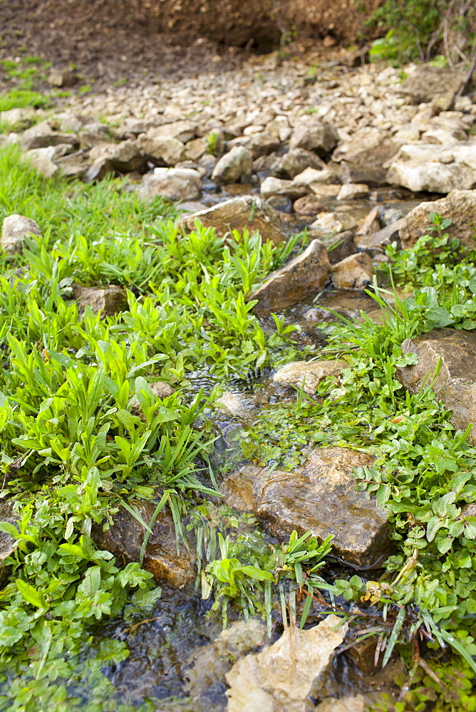 Water flowing from a natural spring through Cotswolds stone and Wild Watercress at Swinbrook, the Cotswolds, Oxfordshire, UK