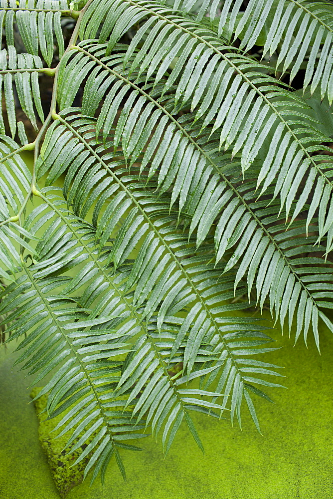 Tropical fern above algae covered pond