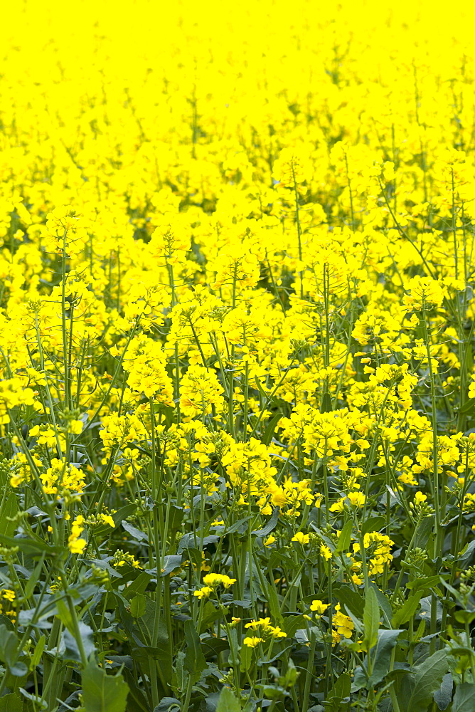 Oilseed rape crop, Brassica napus, in landscape at Swinbrook in the Cotswolds, Oxfordshire, UK