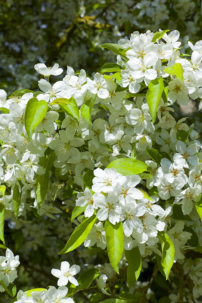 Pear tree in blossom in Southrop in the Cotswolds, Gloucestershire, UK