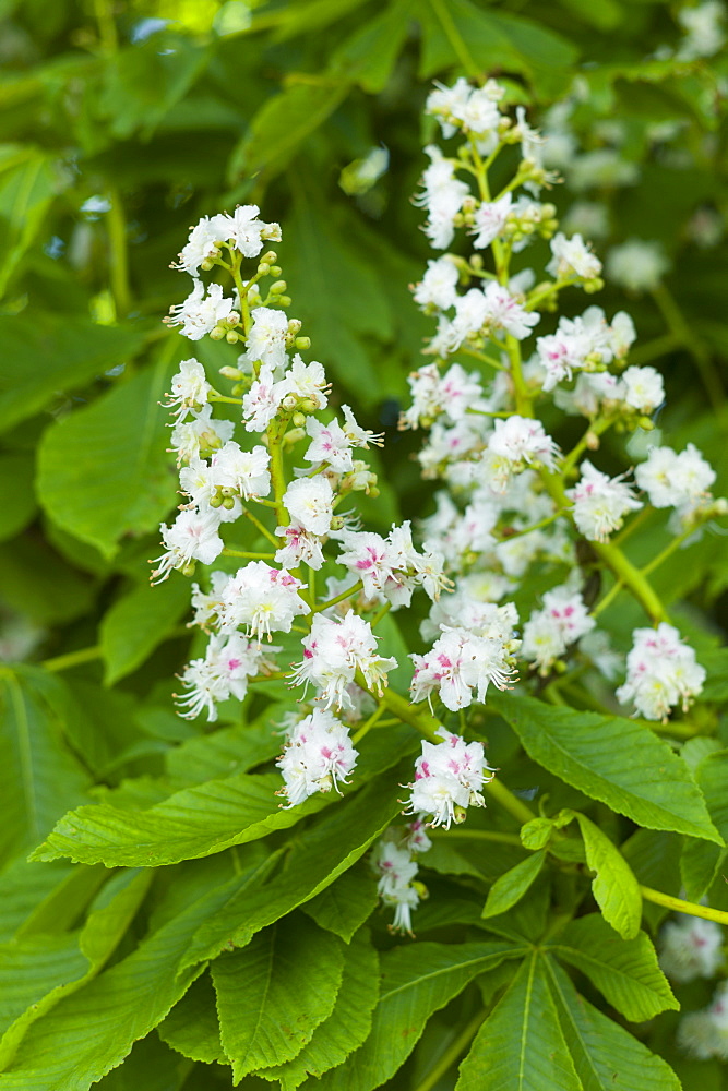 Blossom of Horse-Chestnut tree, Aesculus hippocastanum, in Southrop in the Cotswolds, UK