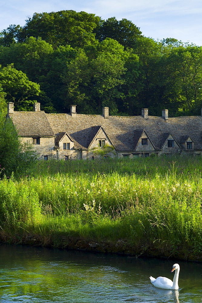 Swan on River Coln by Arlington Row cottages traditional almshouses in Bibury, Gloucestershire in The Cotswolds, UK