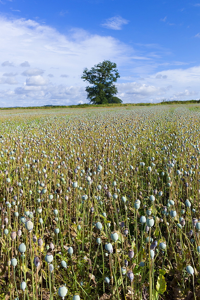 Poppies and wildflowers in a meadow at Fonthill Gifford  in Wiltshire, UK