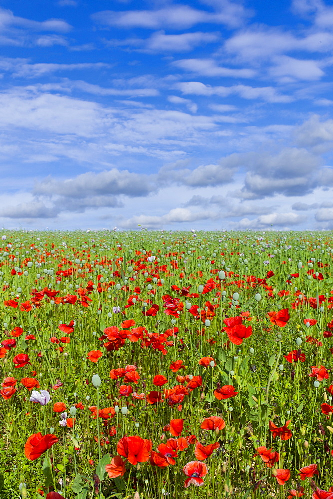 Poppies and other wildflowers in a crop meadow at Fonthill Gifford  in Wiltshire, UK