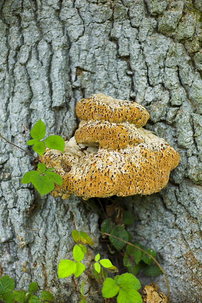 Fungus on an ancient oak tree in The Cotswolds, Oxfordshire, UK