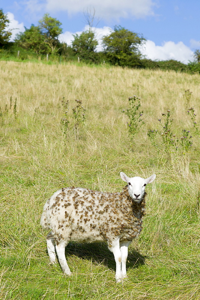 Sheep with woollen fleece matted with seeds and burrs in meadow in The Cotswolds, Oxfordshire, UK