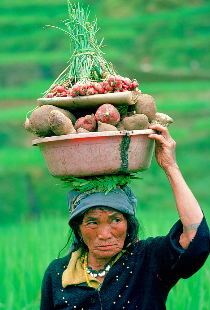 A woman from Ifugao carrying vegetables on her head on her way through the rice terraces  to the market at Banaue on the Island of Luzon in the Philippines