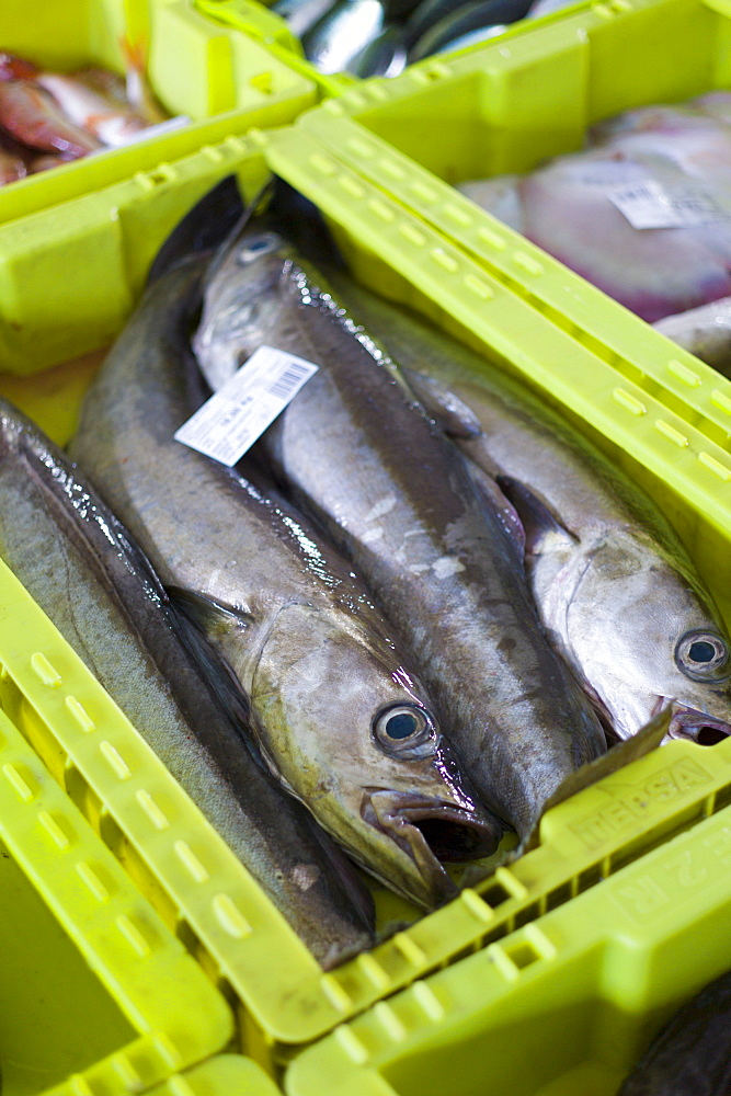 Fresh caught fish at Confradia de Pescadores de Luarca, Confederation of Luarca Fishermen, at Puerto Luarca in Asturias, Spain