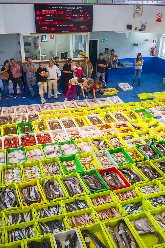 Fish auction at Confradia de Pescadores de Luarca, Confederation of Luarca Fishermen, at Puerto Luarca in Asturias, Spain