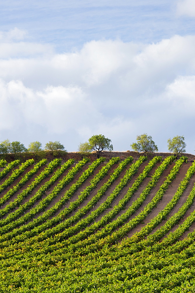 Rioja Vineyard on Ruta Del Vino wine route near Marques de Riscal in La Rioja-Alavesa area of Northern Spain